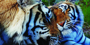 Love : Bella & Raise